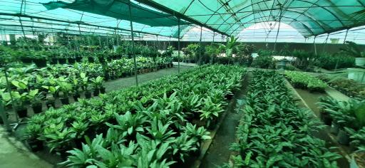 عکس بازار گل و گیاه فکوری