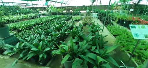 عکس بازار گل و گیاه فکوری