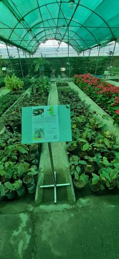 عکس بازار گل و گیاه فکوری