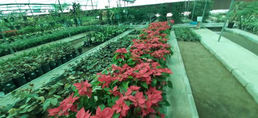 عکس بازار گل و گیاه فکوری