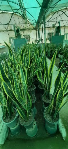 عکس بازار گل و گیاه فکوری