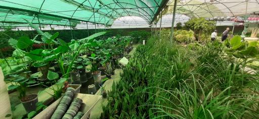 عکس بازار گل و گیاه فکوری