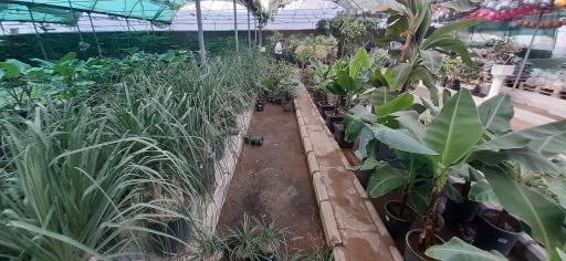 عکس بازار گل و گیاه فکوری