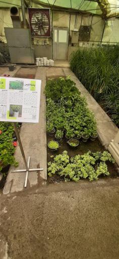 عکس بازار گل و گیاه فکوری