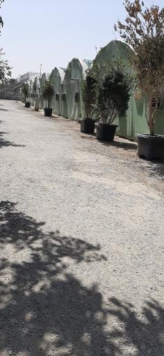 عکس بازار گل و گیاه فکوری