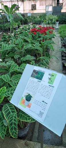 عکس بازار گل و گیاه فکوری