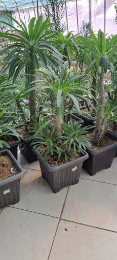 عکس بازار گل و گیاه فکوری