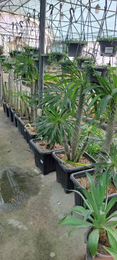 عکس بازار گل و گیاه فکوری