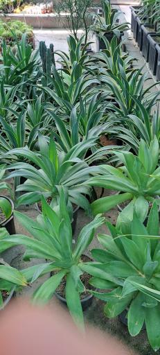 عکس بازار گل و گیاه فکوری