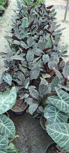 عکس بازار گل و گیاه فکوری