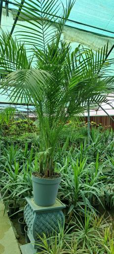 عکس بازار گل و گیاه فکوری