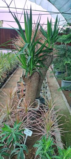 عکس بازار گل و گیاه فکوری