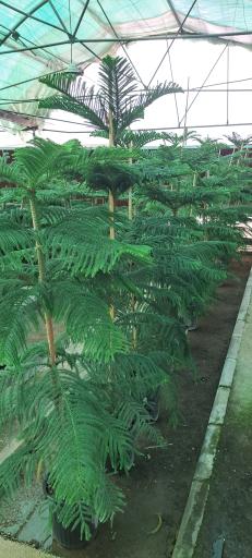 عکس بازار گل و گیاه فکوری