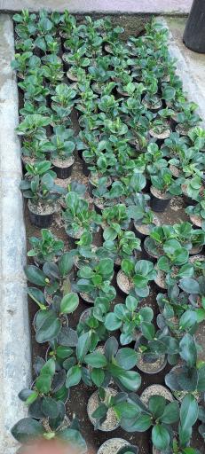 عکس بازار گل و گیاه فکوری