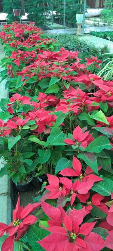 عکس بازار گل و گیاه فکوری