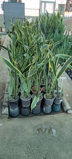 عکس بازار گل و گیاه فکوری