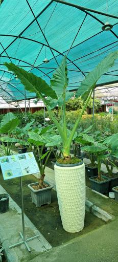 عکس بازار گل و گیاه فکوری