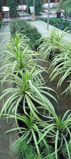 عکس بازار گل و گیاه فکوری