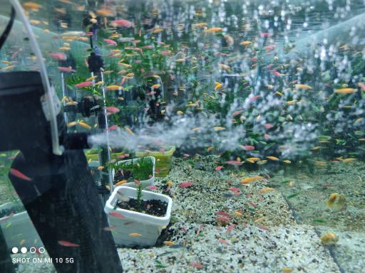 عکس آکواریوم سانفیش زنجان