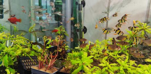 عکس آکواریوم سانفیش زنجان