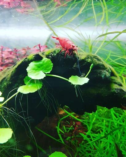 عکس آکواریوم سانفیش زنجان