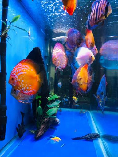 عکس آکواریوم سانفیش زنجان