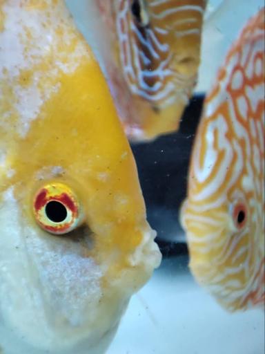 عکس آکواریوم سانفیش زنجان