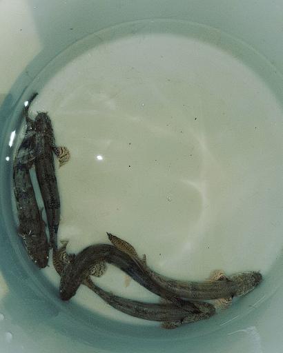 عکس آکواریوم سانفیش زنجان