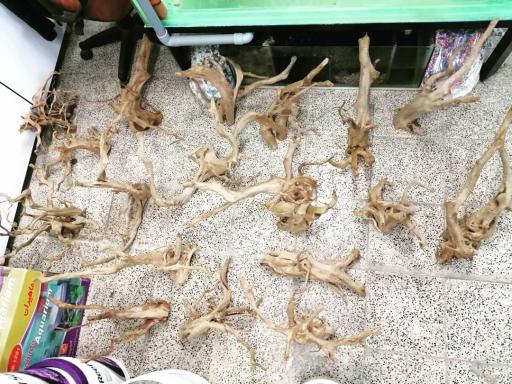 عکس آکواریوم سانفیش زنجان