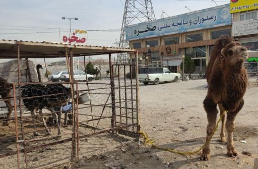 عکس سوپرگوشت شتر مرغ