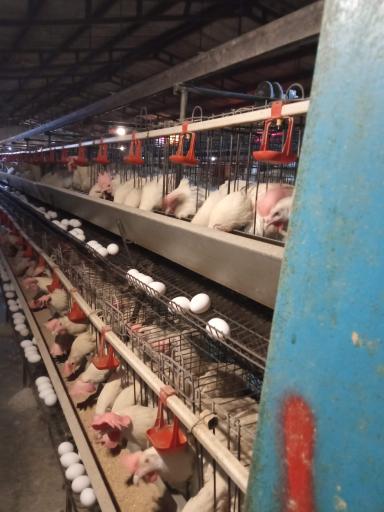 عکس مرغداری شفق