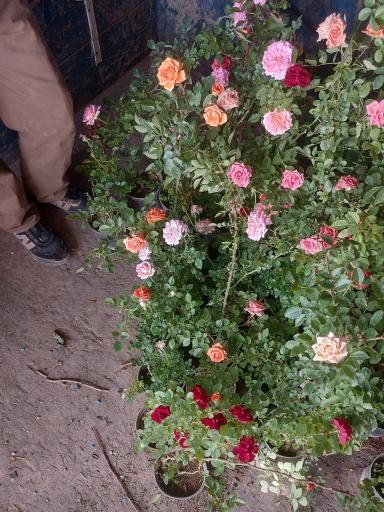 نهالستان محمدی