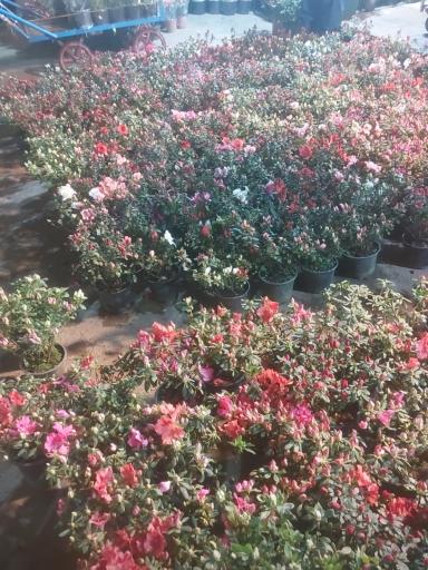 نهالستان محمدی