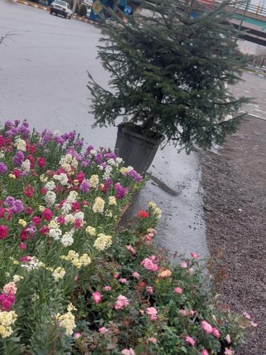 عکس نهالستان محمدی