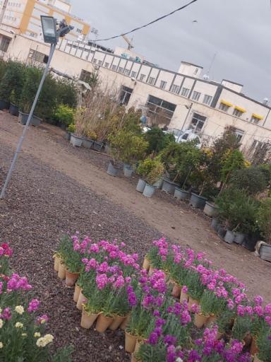 عکس نهالستان محمدی
