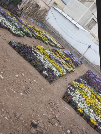 عکس نهالستان محمدی