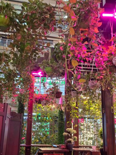 عکس کافه میشو