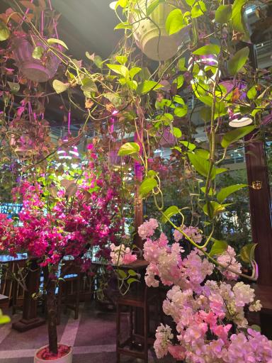 عکس کافه میشو