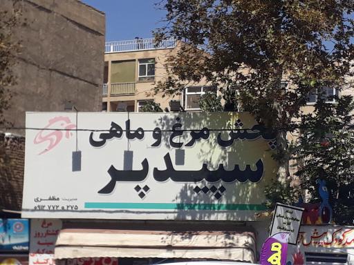 عکس پخش مرغ و ماهی سپید پر