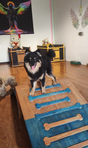 عکس هتل پانسیون سگ و گربه غزل