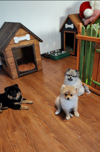 هتل پانسیون سگ و گربه غزل