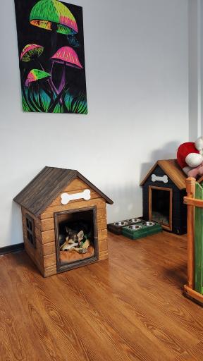 هتل پانسیون سگ و گربه غزل