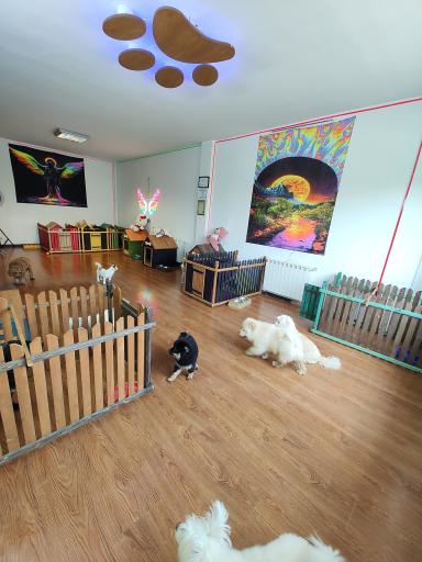 هتل پانسیون سگ و گربه غزل