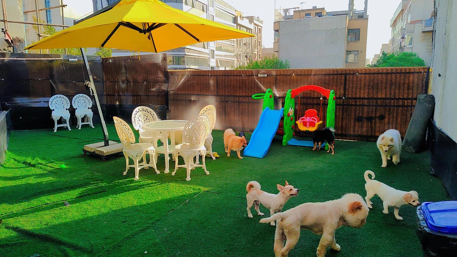 عکس هتل پانسیون سگ و گربه غزل