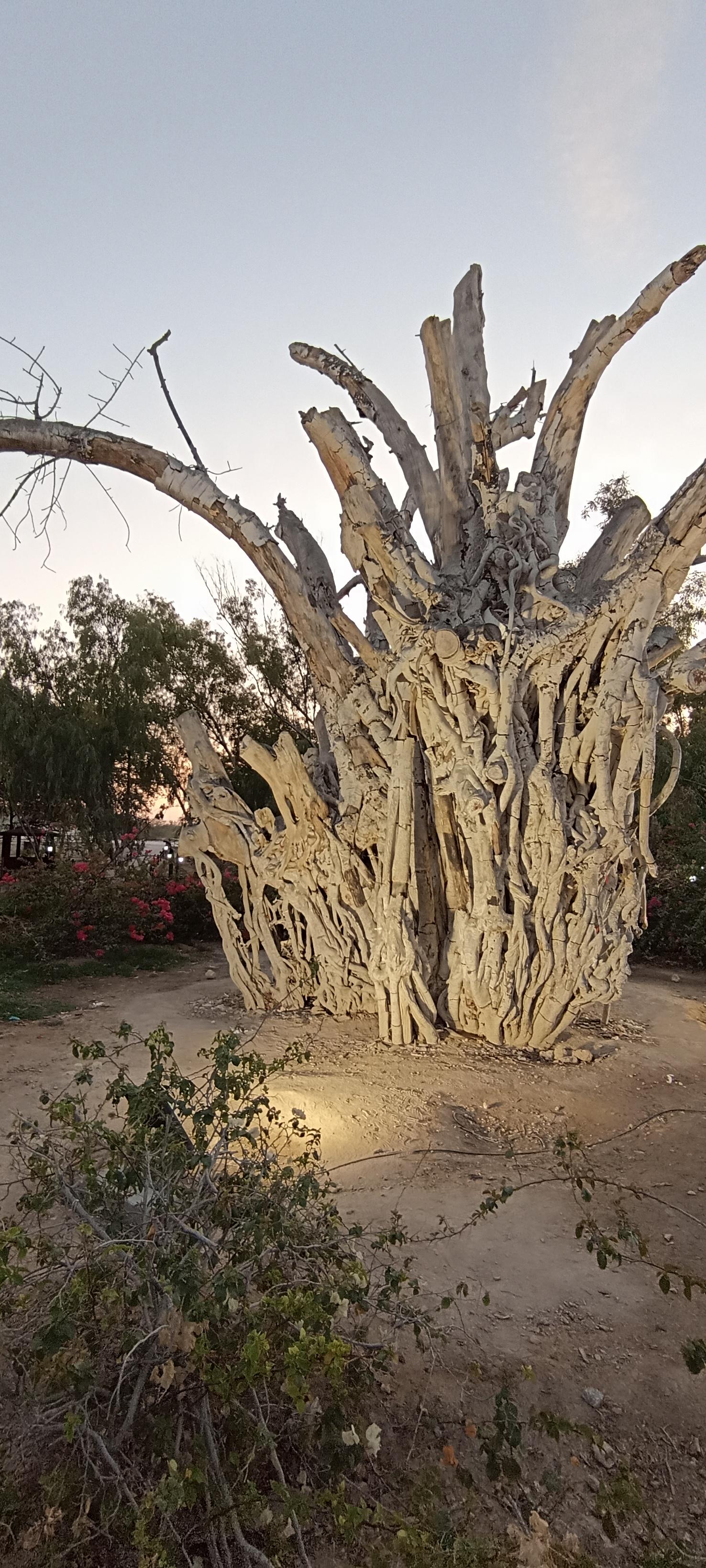 عکس درخت کهنسال کیش