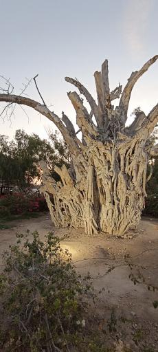 عکس درخت کهنسال کیش