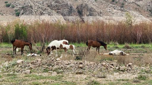 عکس رودخانه جاجرود