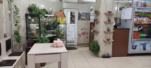 عکس پیتزا بامزی