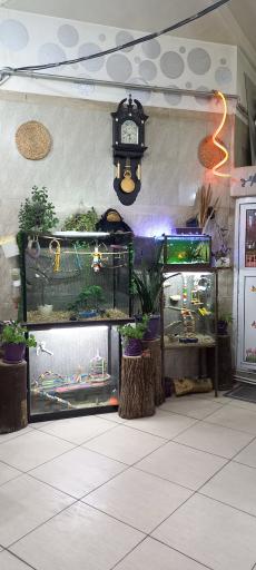 عکس پیتزا بامزی