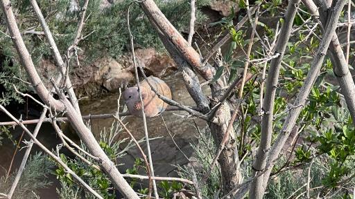 عکس فاز 2 باغ پرندگان تهران